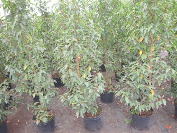Portigisischer Kirschlorbeer Augustifolia